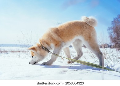 Akita Inu puppy with a green leash in a snowy field sniffing something in snow. Walk with your beloved pet in the fresh air. Nosework training for your dog - Powered by Shutterstock