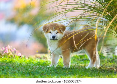 秋田犬 の画像 写真素材 ベクター画像 Shutterstock