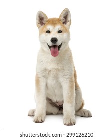 秋田犬 の画像 写真素材 ベクター画像 Shutterstock