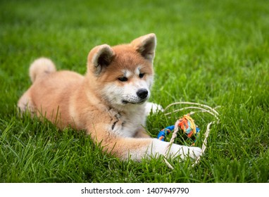 Akita Puppy Playing Garden Stock Photo 1407949790 | Shutterstock