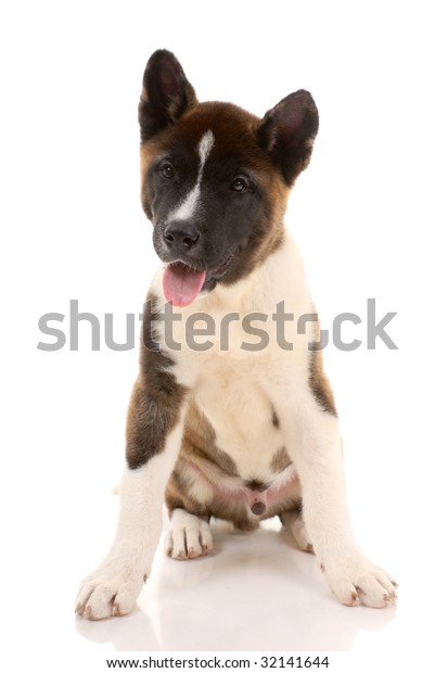 Akita Purebred Puppy On White Background Stock Photo (Edit Now) 32141644