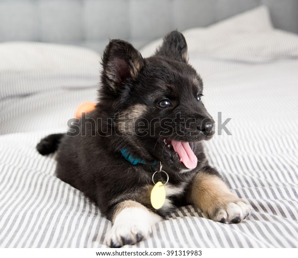 Akita Shepherd Mix Black Fluffy Puppy Stock Photo Edit Now 391319983