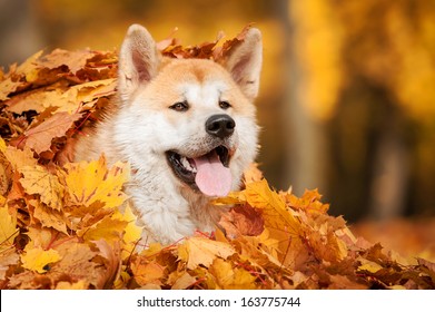 Akita Inu Images Stock Photos Vectors Shutterstock