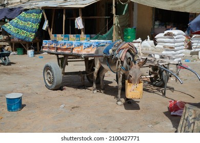 Akjoujt, Mauritania - March 2, 2021: Donkey In A Market Place, Put Before A Cart Drinking Water From  A Bag