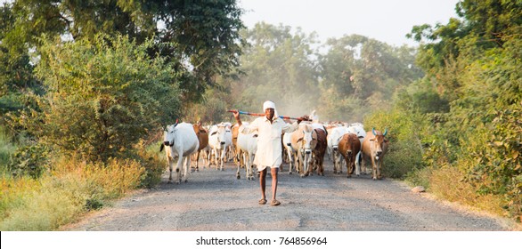 AKOLA, MAHARASHTRA, INDIA 17 NOVEMBER 2017 : unidentified Indian farmer with his cows at his village Maharashtra, India.