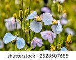 Akureyri, Iceland - August 9, 2024: Closeups of the Icelandic Poppy in the public botanical gardens of Akureyri, Iceland
