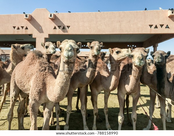 Al Ain Camel Market Stock Photo Edit Now 788158990