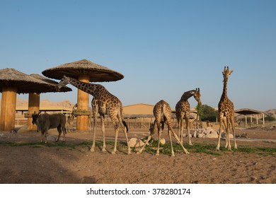 1,318 Al ain zoo Images, Stock Photos & Vectors | Shutterstock