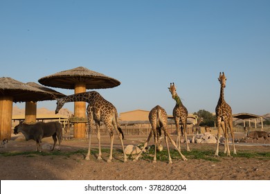 1,318 Al ain zoo Images, Stock Photos & Vectors | Shutterstock