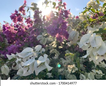 Al Bidda Park Doha Qatar West Bay Flowers Pink White