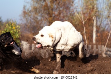 Alabai Breed Dog Attacks A Stray Dog. Protects Own Territory. Dog Fight. Closeup