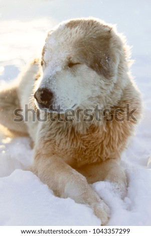 Alabai dog on the snow verticcal