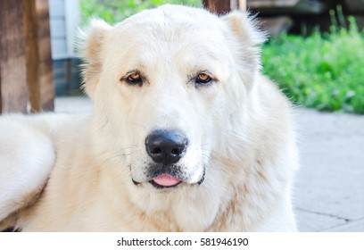 Alabai dog showing tongue