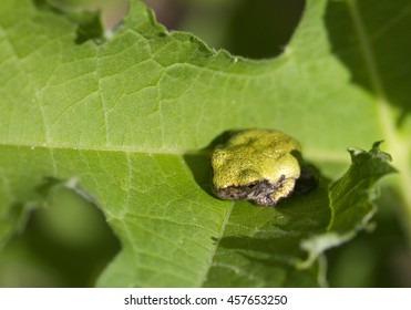 Alabama Pine Barrens Green Tree Frog