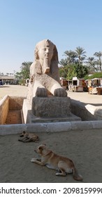 Alabaster Statue Of The Sphynx, Memphis In Egypt And The Dogs Lying In Front Of It