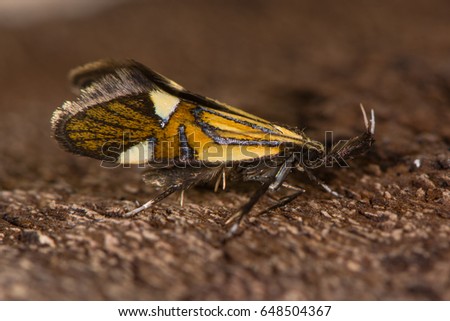 Alabonia geoffrella moth in profile. Spectacular day-flying moth in the family Oecophoridae with large labial palps Stock photo © 