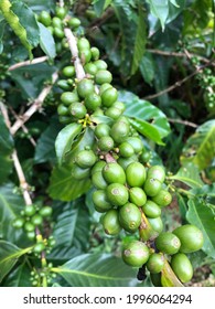 Alajuela, Costa Rica- Cerca 2021: Tour Inside Alsacia Starbucks Coffee Farm. Unripe Green Coffee Fruits