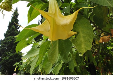 Flower Alamanda High Res Stock Images Shutterstock