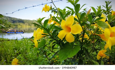 Flower Alamanda High Res Stock Images Shutterstock