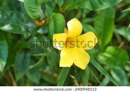 Alamanda Flower or Bunga Terompet. More Shining