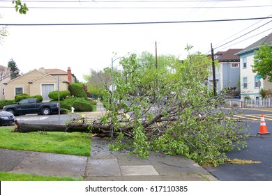 Alameda, CA - April 07, 2017: Storm Damage After 70 Mph Wind With Rain Hit The Bay Area Overnight. Tree At Edison Elementary School On Buena Vista And Pearl Knocked Down By The High Winds.