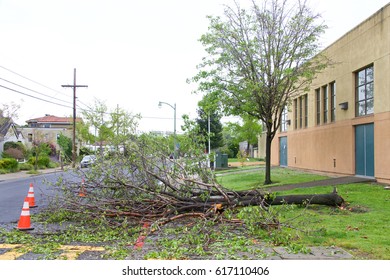 Alameda, CA - April 07, 2017: Storm Damage After 70 Mph Wind With Rain Hit The Bay Area Overnight. Tree At Edison Elementary School On Buena Vista And Pearl Knocked Down By The High Winds.