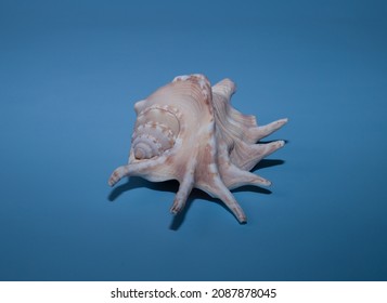 Alami
Lambis lambis, common seashell on a blue background.