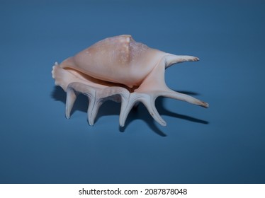 Alami
Lambis lambis, common seashell on a blue background.