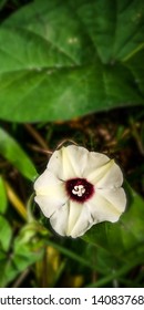 Alamo Vine Is White With A Star-like Shape And A Small Red Circle In The Middle