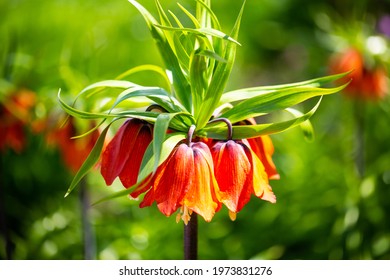 
Alamy
Crown Imperial Fritillaria Imperialis in westpark