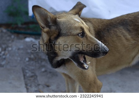 An alarmed dog in the yard of a private house. The dog 's grin