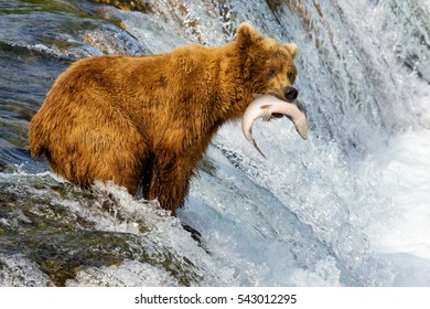 Alaska. Bears Catch Fish.