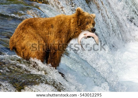 Alaska. Bears catch fish.
