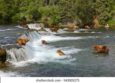 Alaska, Bears Fish.