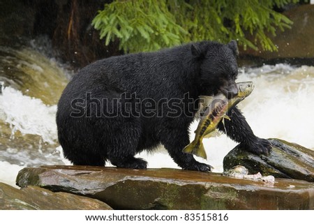 Alaska. Black bear catching food during the salmon run.