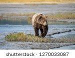 Alaska Brown Bear