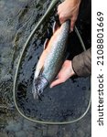 alaska dolly varden trout fishing stream fall char