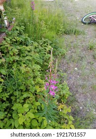 Alaska Fireweed In North Pole, Ak.