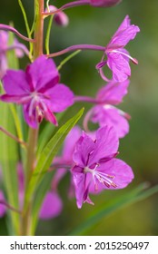 Alaska Fireweed In Summer Bloom