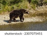 Alaska, grizzly bear on a river bank in Lake Clark National Park, United States 