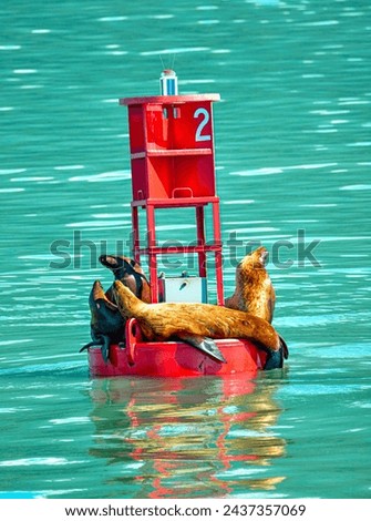 Alaska Harbor Seals, Relaxing on a Sunny Day on a Red Buoy in an Ocean Bay