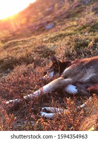 Alaska Husky Chilling In The Midnight Sun, In Nothern Norway