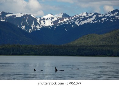 Alaska Landscape With A Family Of Orca Whales