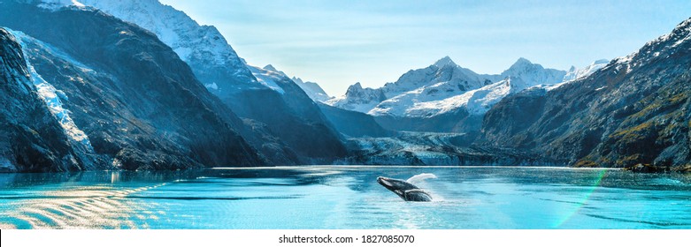 Alaska luxury cruise travel panoramic. Scenery landscape panorama with humpback whale composite breaching out of waters on glacier bay background. - Shutterstock ID 1827085070