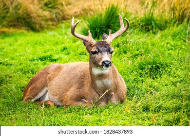 Alaska Male Sitka Black-tailed Deer Close Up Portrait In Summer