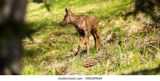 Alaska Moose Family In Urban Anchorage