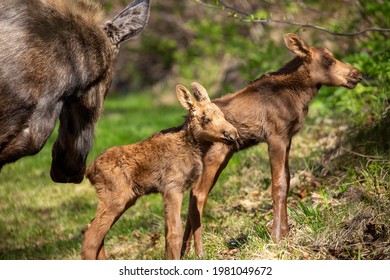 Alaska Moose Family In Urban Anchorage