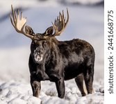 Alaska moose is specie of moose only present in alaska