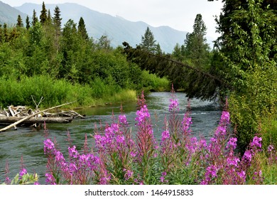 Alaska Mountain Stream With Fireweed