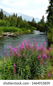 Alaska Mountain Stream With Fireweed